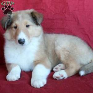 Diesel, Collie Puppy