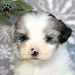 Diesel, Shih-Poo Puppy