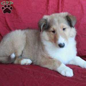 Diesel, Collie Puppy