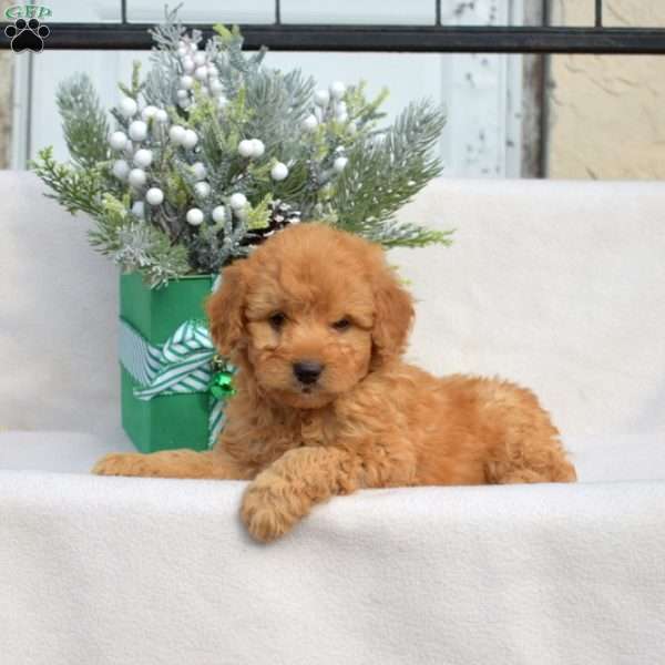 Dill, Mini Labradoodle Puppy