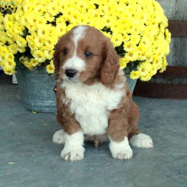 Dill, Mini Goldendoodle Puppy