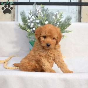 Dill, Mini Labradoodle Puppy