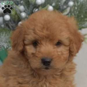 Dill, Mini Labradoodle Puppy