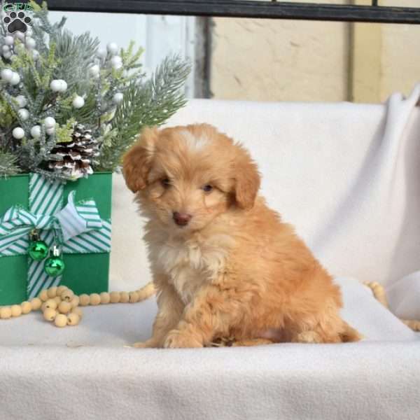 Dimples, Mini Labradoodle Puppy