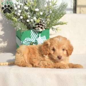 Dimples, Mini Labradoodle Puppy