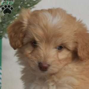 Dimples, Mini Labradoodle Puppy