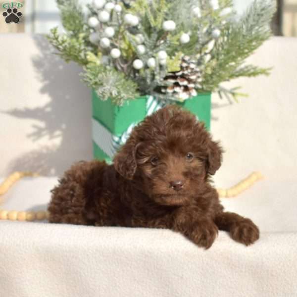 Dixie, Mini Labradoodle Puppy