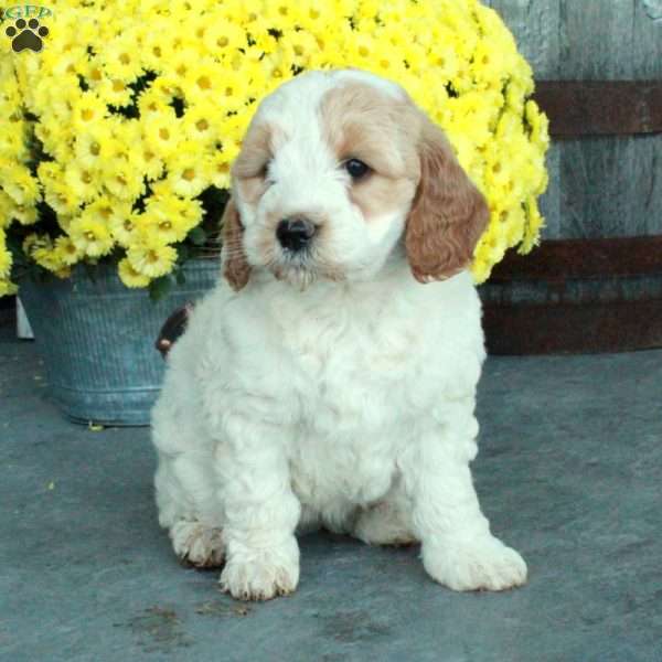 Dixie, Mini Goldendoodle Puppy