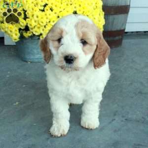 Dixie, Mini Goldendoodle Puppy