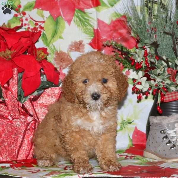 Dixon, Miniature Poodle Mix Puppy