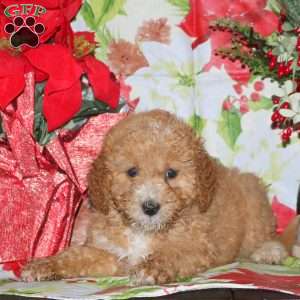 Dixon, Miniature Poodle Mix Puppy