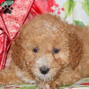 Dixon, Miniature Poodle Mix Puppy