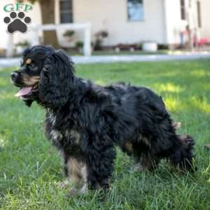 Dolly, Cocker Spaniel Puppy