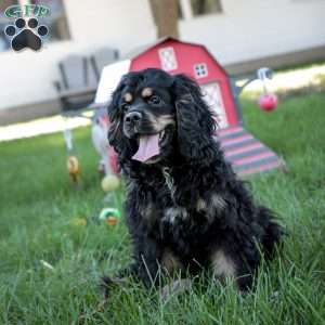 Dolly, Cocker Spaniel Puppy