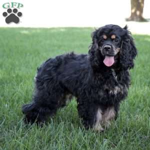 Dolly, Cocker Spaniel Puppy