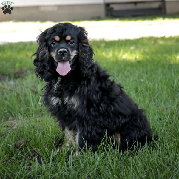 Dolly, Cocker Spaniel Puppy