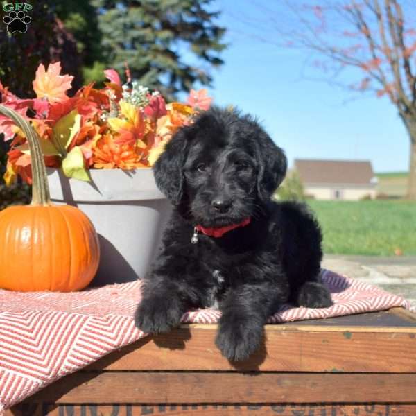 Dolly, Rottie-Poo Puppy