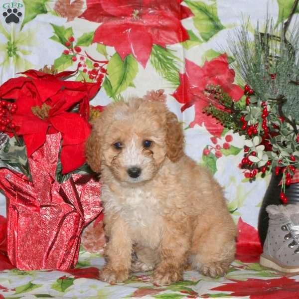 Dolly, Miniature Poodle Mix Puppy