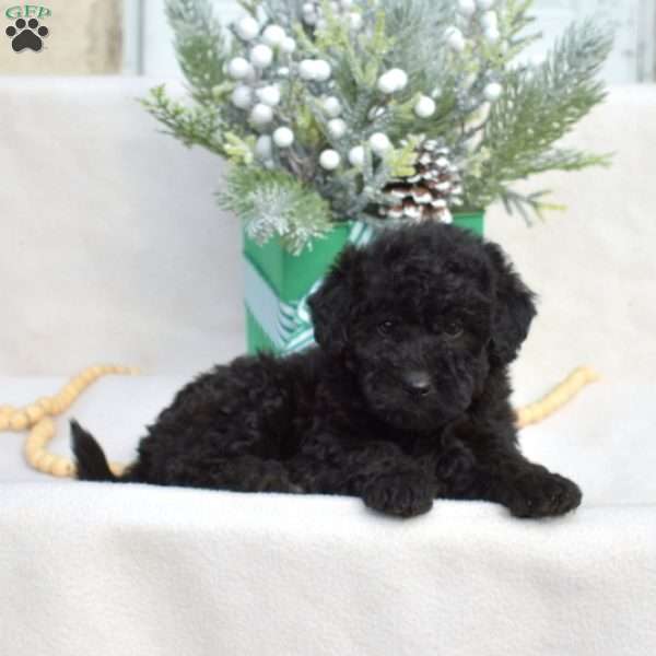 Dolly, Mini Labradoodle Puppy