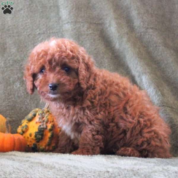 Dolly, Cavapoo Puppy