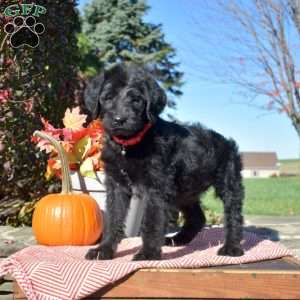 Dolly, Rottie-Poo Puppy