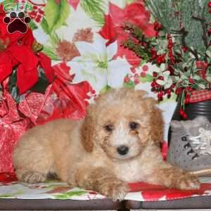 Dolly, Miniature Poodle Mix Puppy