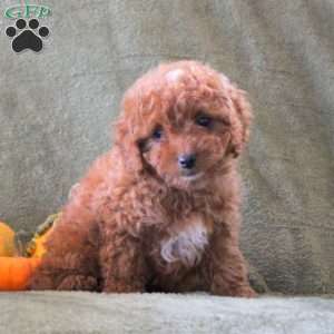 Dolly, Cavapoo Puppy