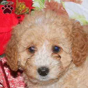 Dolly, Miniature Poodle Mix Puppy