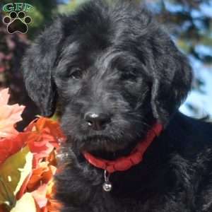 Dolly, Rottie-Poo Puppy