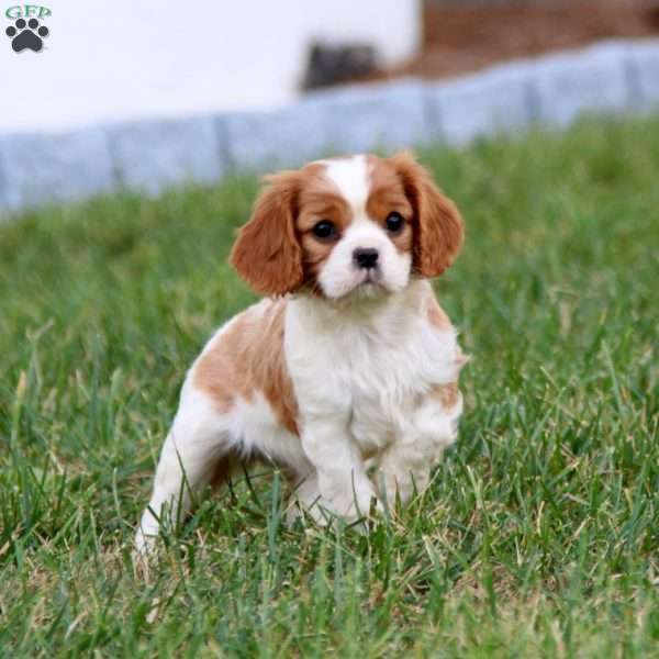 Dolly, Cavalier King Charles Spaniel Puppy