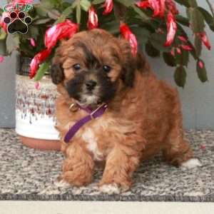 Dolores, Shih-Poo Puppy