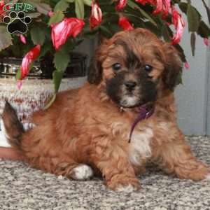 Dolores, Shih-Poo Puppy