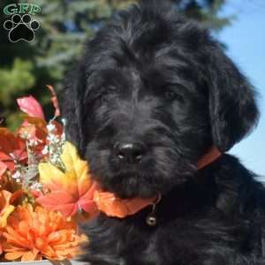 Domino, Rottie-Poo Puppy