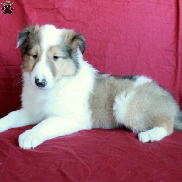 Donald, Collie Puppy