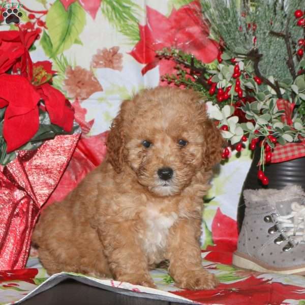 Donner, Miniature Poodle Mix Puppy