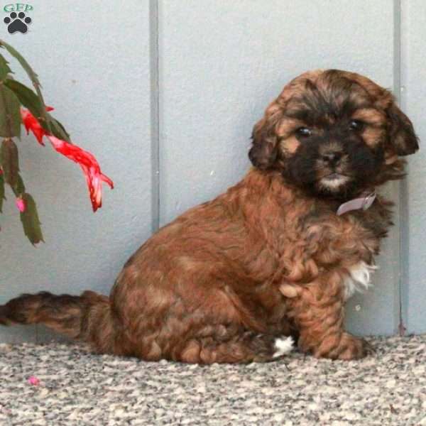 Dottie, Shih-Poo Puppy