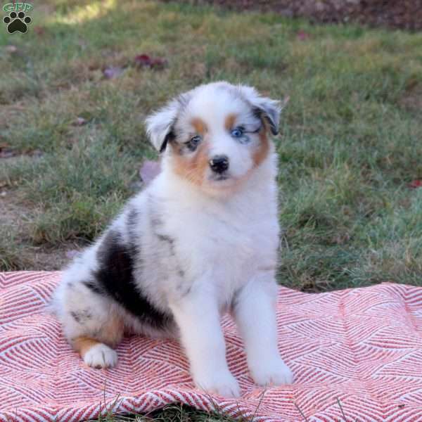 Dottie, Australian Shepherd Puppy