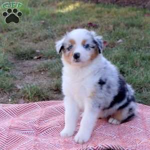 Dottie, Australian Shepherd Puppy