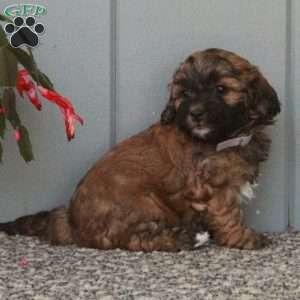 Dottie, Shih-Poo Puppy