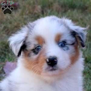 Dottie, Australian Shepherd Puppy