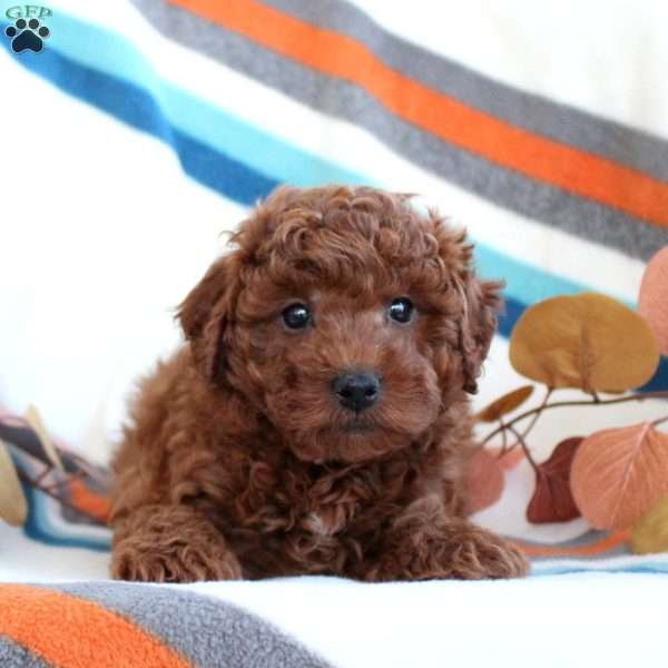 Dougie, Toy Poodle Puppy