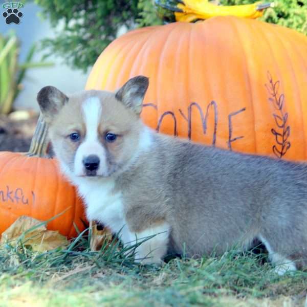 Drew, Pembroke Welsh Corgi Puppy