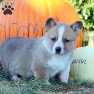 Drew, Pembroke Welsh Corgi Puppy