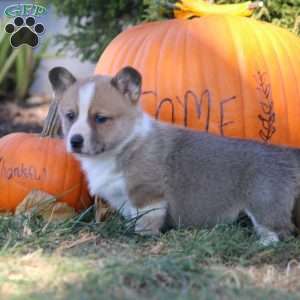 Drew, Pembroke Welsh Corgi Puppy