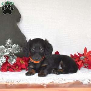 Drifter, Dachshund Puppy