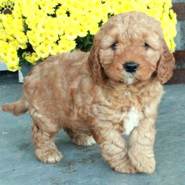 Ducky, Mini Goldendoodle Puppy