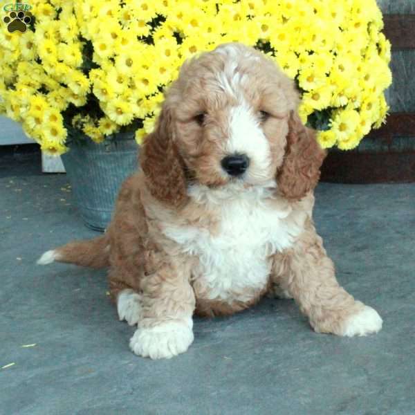 Duke, Mini Goldendoodle Puppy