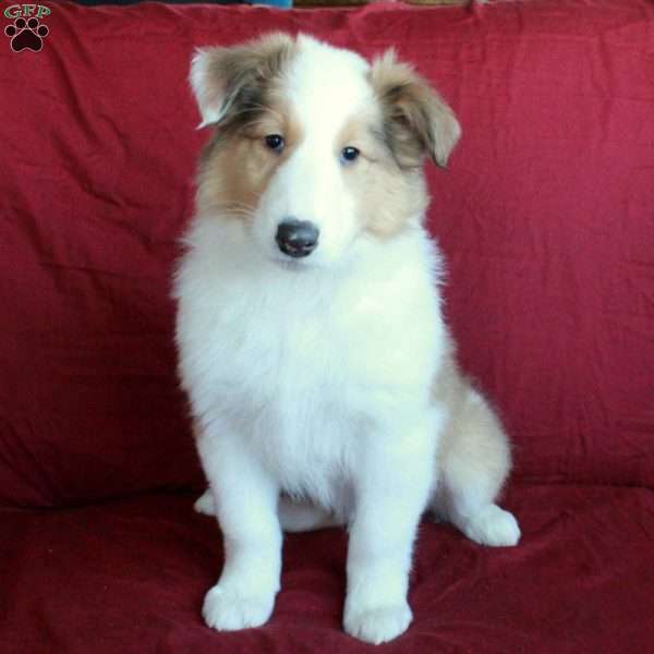 Duke, Collie Puppy