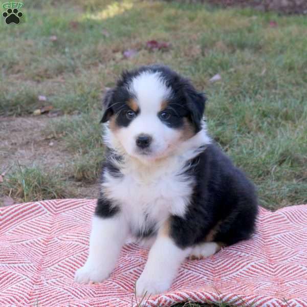 Duke, Australian Shepherd Puppy