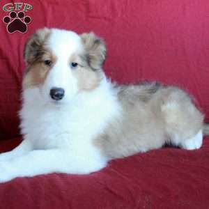 Duke, Collie Puppy